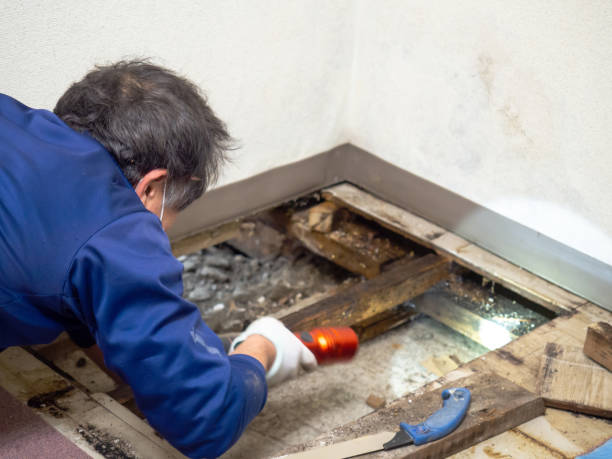 Professional Mold Remediation in Saybrook On The Lake, OH