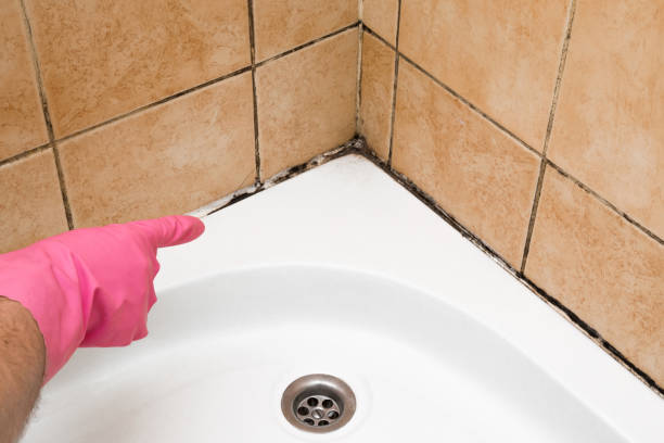 Best HVAC Mold Remediation in Saybrook On The Lake, OH